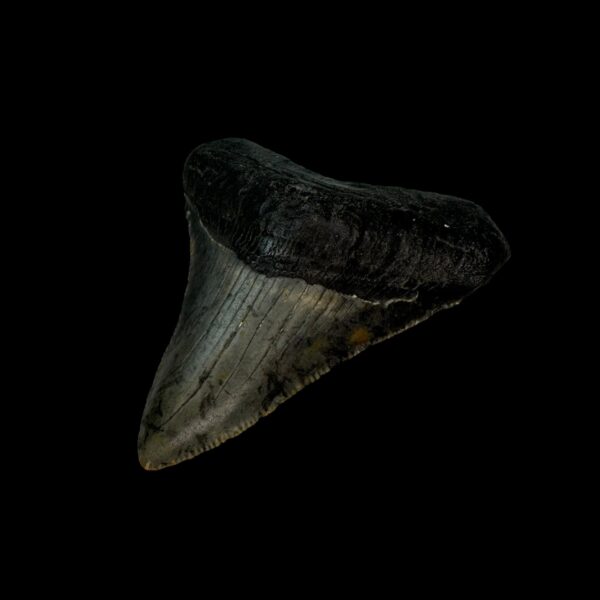 2.72" Megalodon Tooth Fossil - Image 3