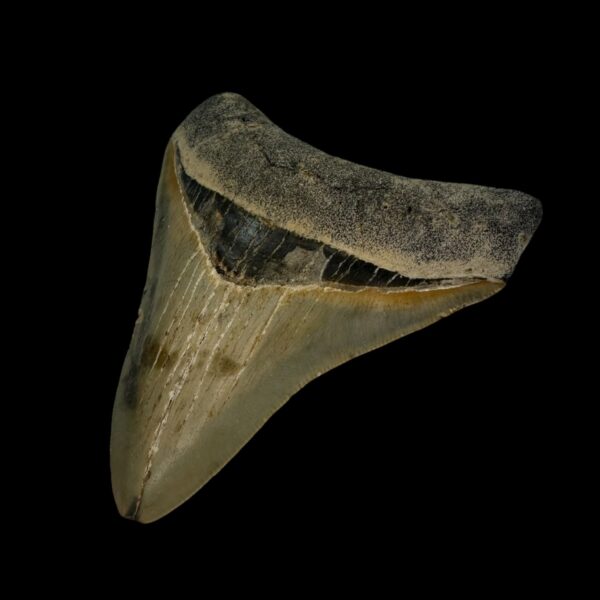 3.68" Serrated Megalodon Tooth Fossil - Image 3