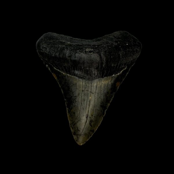 2.72" Megalodon Tooth Fossil
