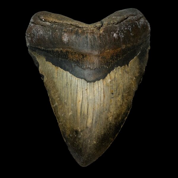 5.95" Megalodon Tooth Fossil