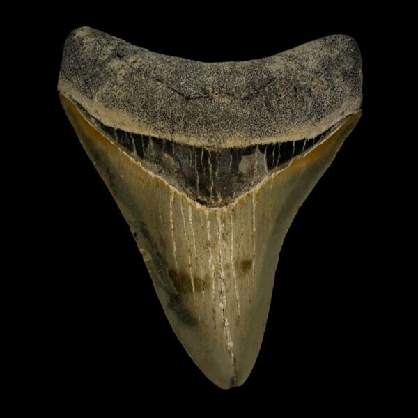 3.68" Serrated Megalodon Tooth Fossil