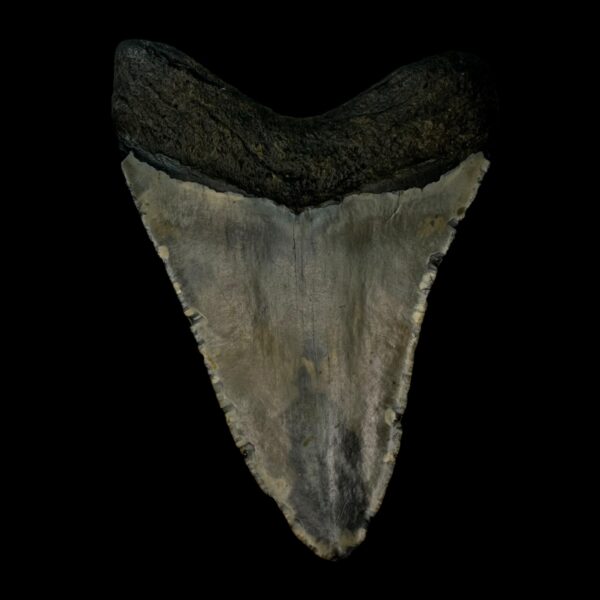 4.73" Megalodon Tooth Fossil - Image 2