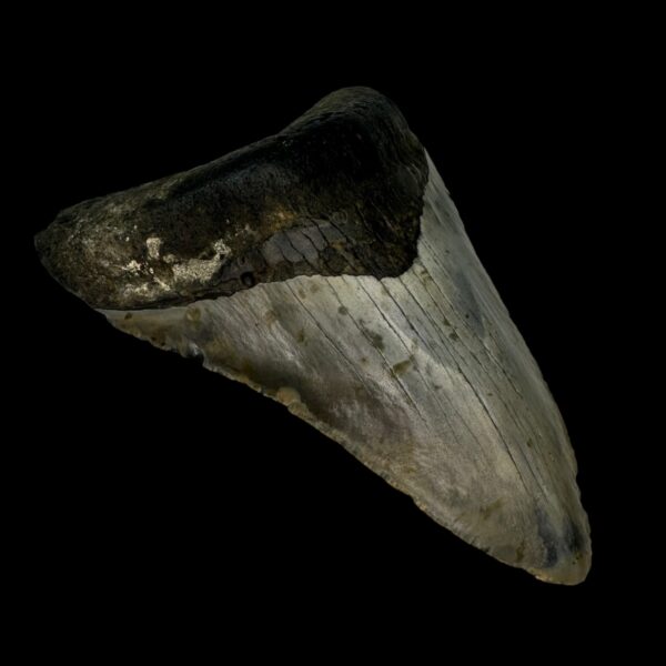 4.73" Megalodon Tooth Fossil - Image 4