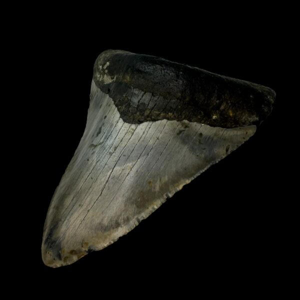 4.73" Megalodon Tooth Fossil - Image 3