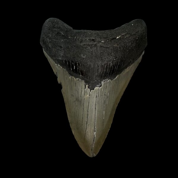 3.66" Megalodon Tooth Fossil
