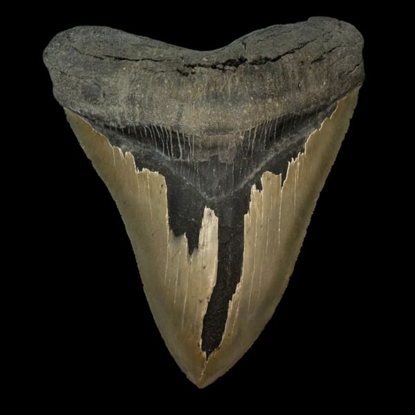 5.99" Serrated Megalodon Tooth Fossil