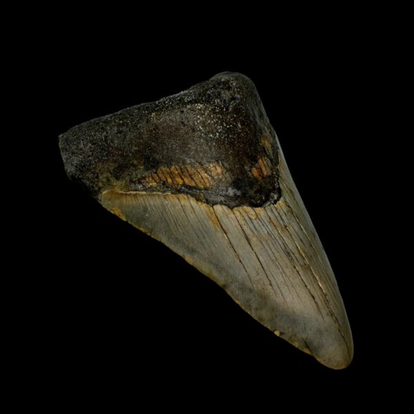 3.92" Megalodon Tooth Fossil - Image 4