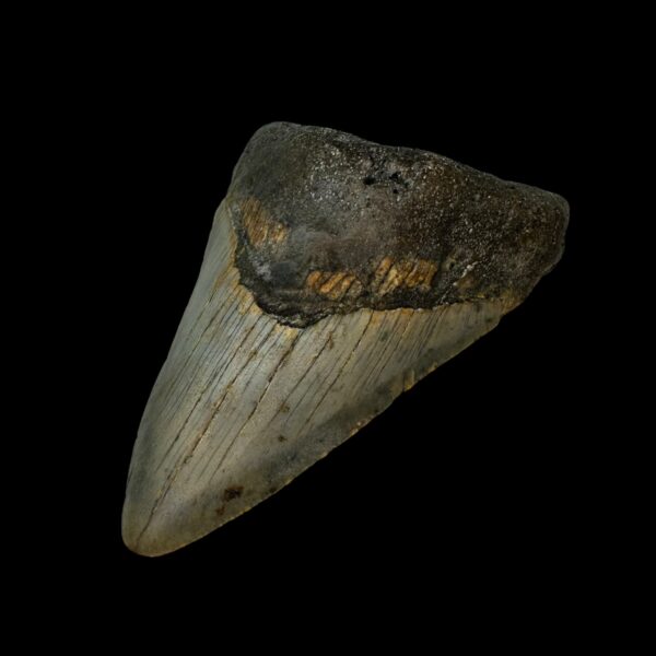 3.92" Megalodon Tooth Fossil - Image 3