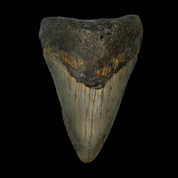 3.92" Megalodon Tooth Fossil