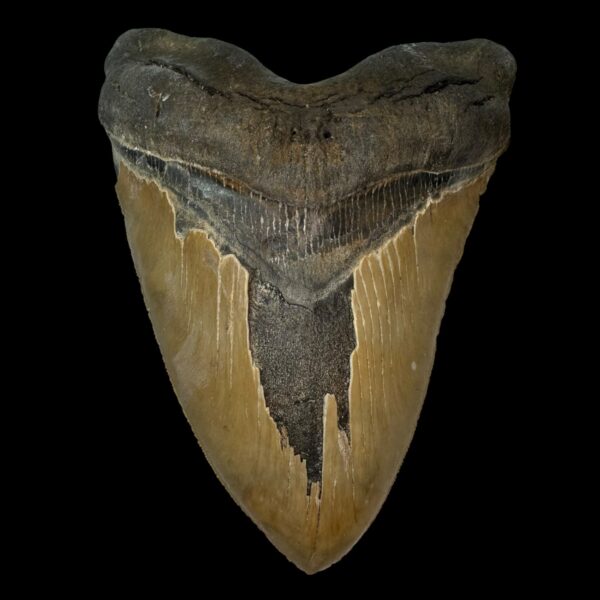 6.13" Serrated Megalodon Tooth Fossil