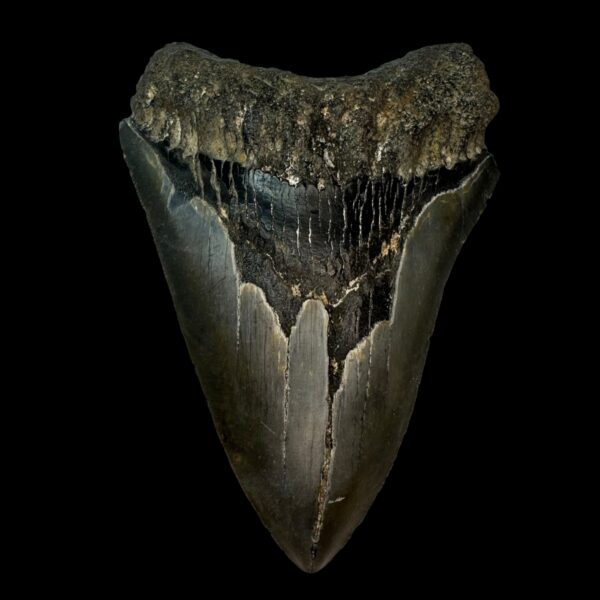 4.65" Megalodon Tooth Fossil