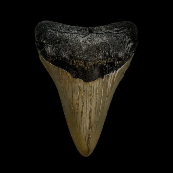 3.42" Megalodon Tooth Fossil