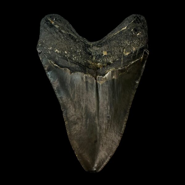 4.23" Megalodon Tooth Fossil - Image 2