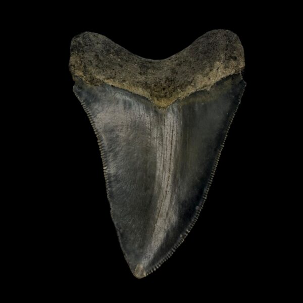 3.45" Serrated Megalodon Tooth Fossil - Image 2
