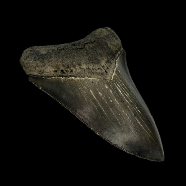 3.45" Serrated Megalodon Tooth Fossil - Image 4