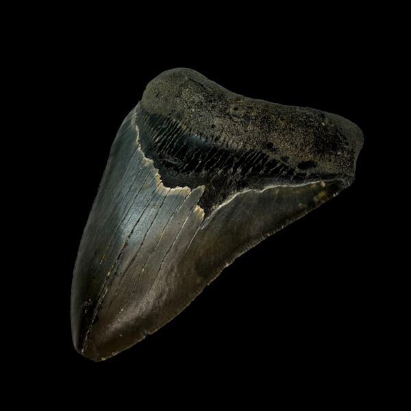 4.23" Megalodon Tooth Fossil - Image 3