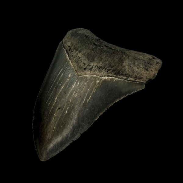 3.45" Serrated Megalodon Tooth Fossil - Image 3