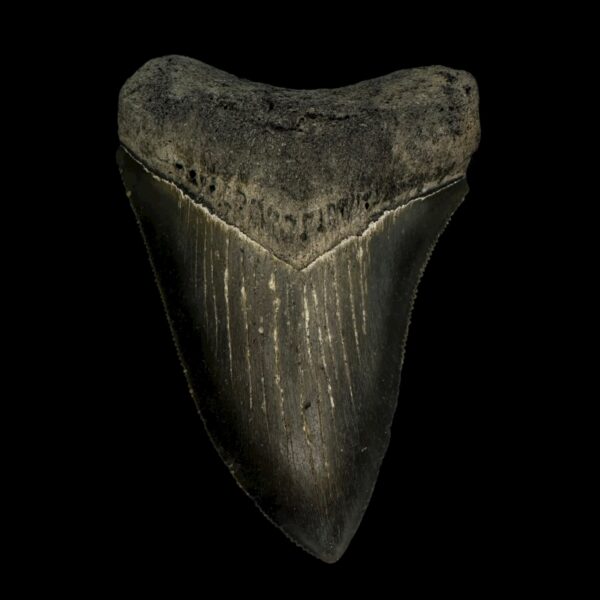 3.45" Serrated Megalodon Tooth Fossil