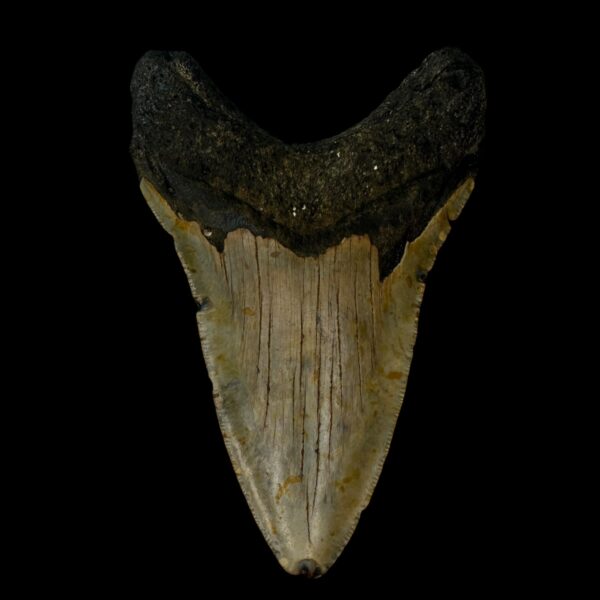4.62" Megalodon Tooth Fossil - Image 2