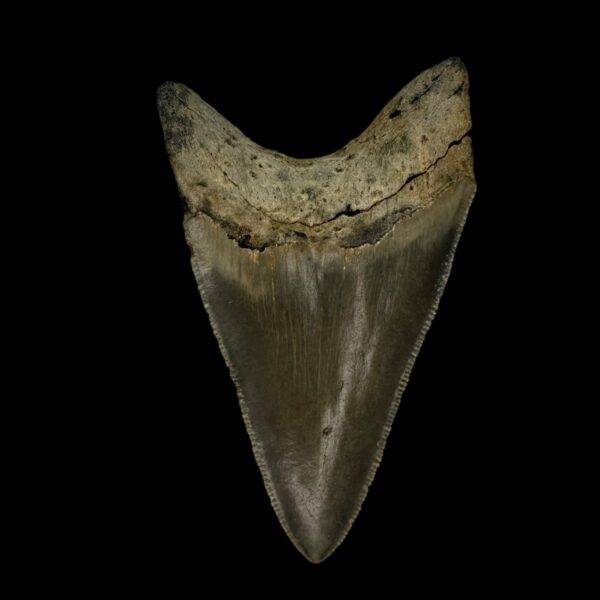 3.28" Megalodon Tooth Fossil - Image 2
