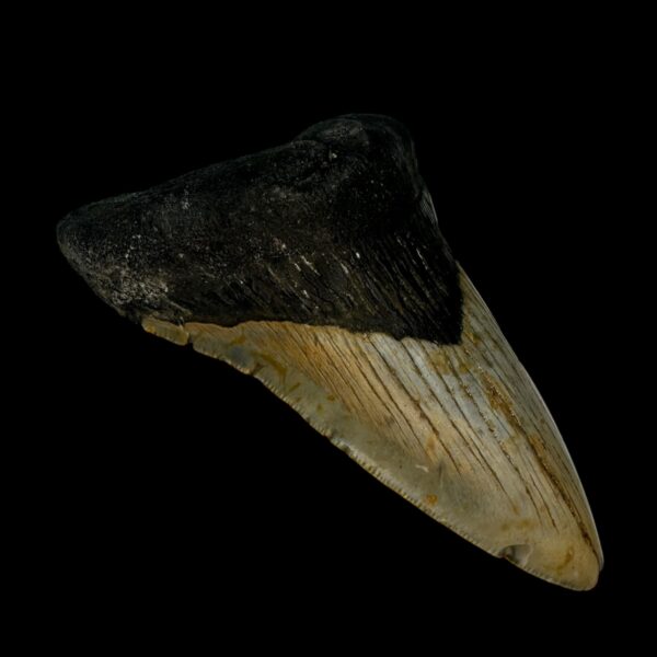 4.62" Megalodon Tooth Fossil - Image 4