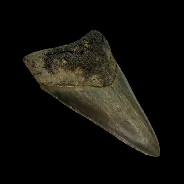 3.28" Megalodon Tooth Fossil - Image 4