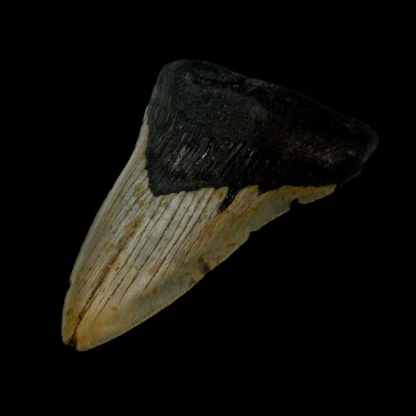 4.62" Megalodon Tooth Fossil - Image 3