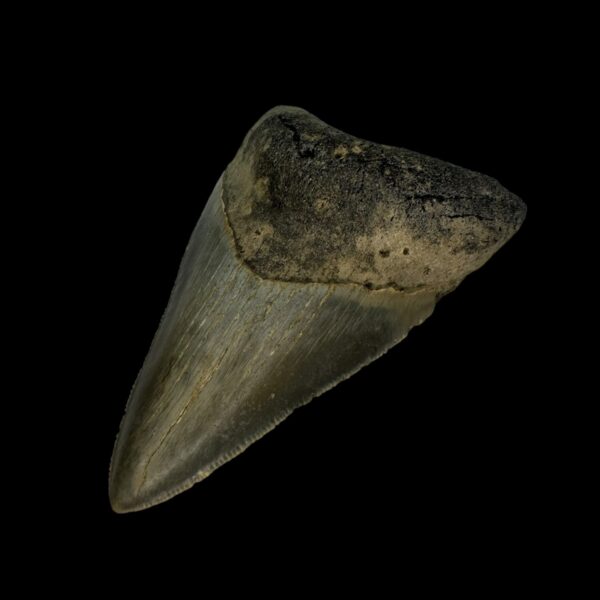 3.28" Megalodon Tooth Fossil - Image 3