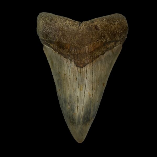 4.04" Serrated Megalodon Tooth Fossil
