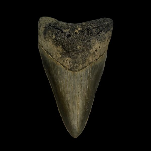 3.28" Megalodon Tooth Fossil