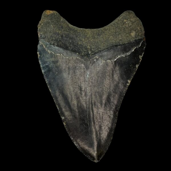 Megalodon Tooth Fossil 4.40″ – Notable Prehistoric Shark Fossil - Image 2