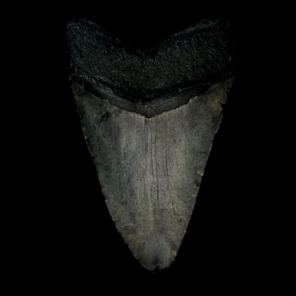 4.26" Megalodon Tooth Fossil - Image 2