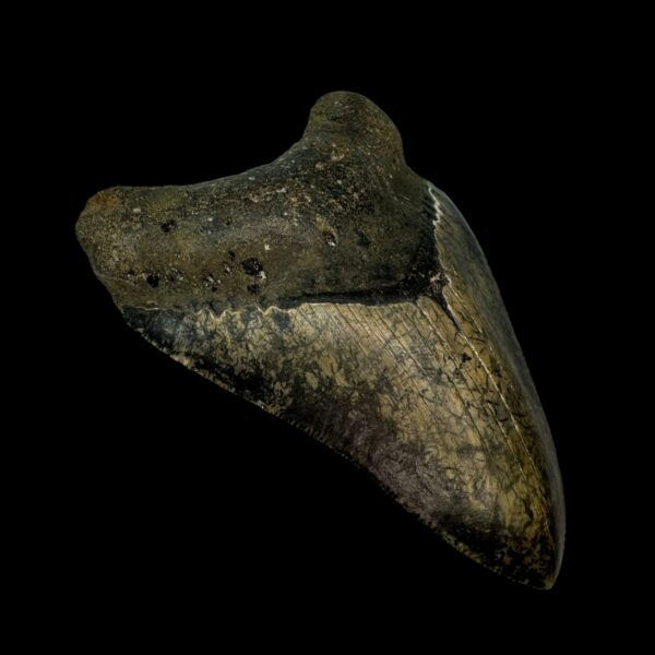 Megalodon Tooth Fossil 4.40″ – Notable Prehistoric Shark Fossil - Image 4
