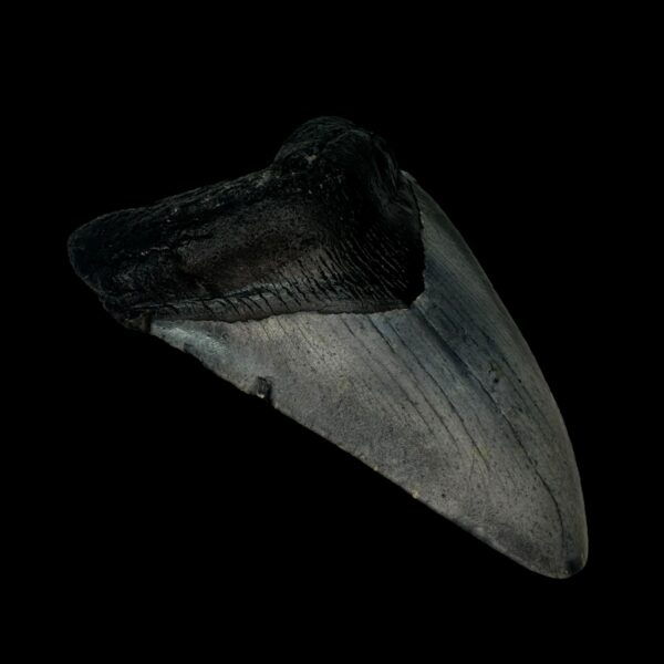 4.26" Megalodon Tooth Fossil - Image 4