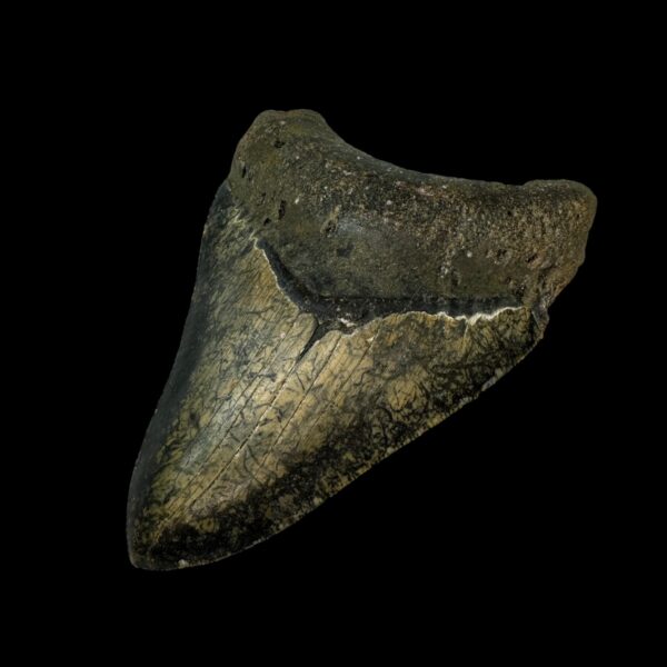 Megalodon Tooth Fossil 4.40″ – Notable Prehistoric Shark Fossil - Image 3