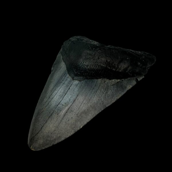 4.26" Megalodon Tooth Fossil - Image 3