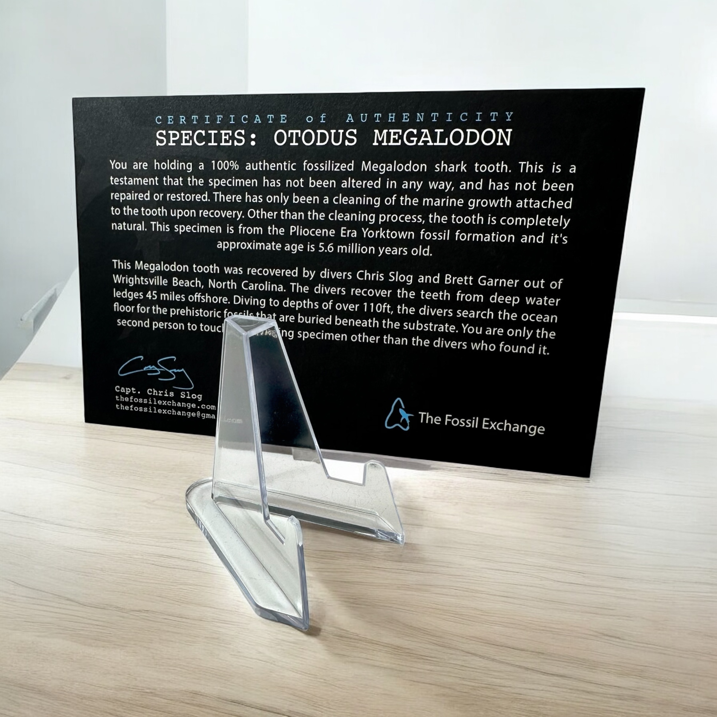 4.98" Megalodon Tooth Fossil - Image 5