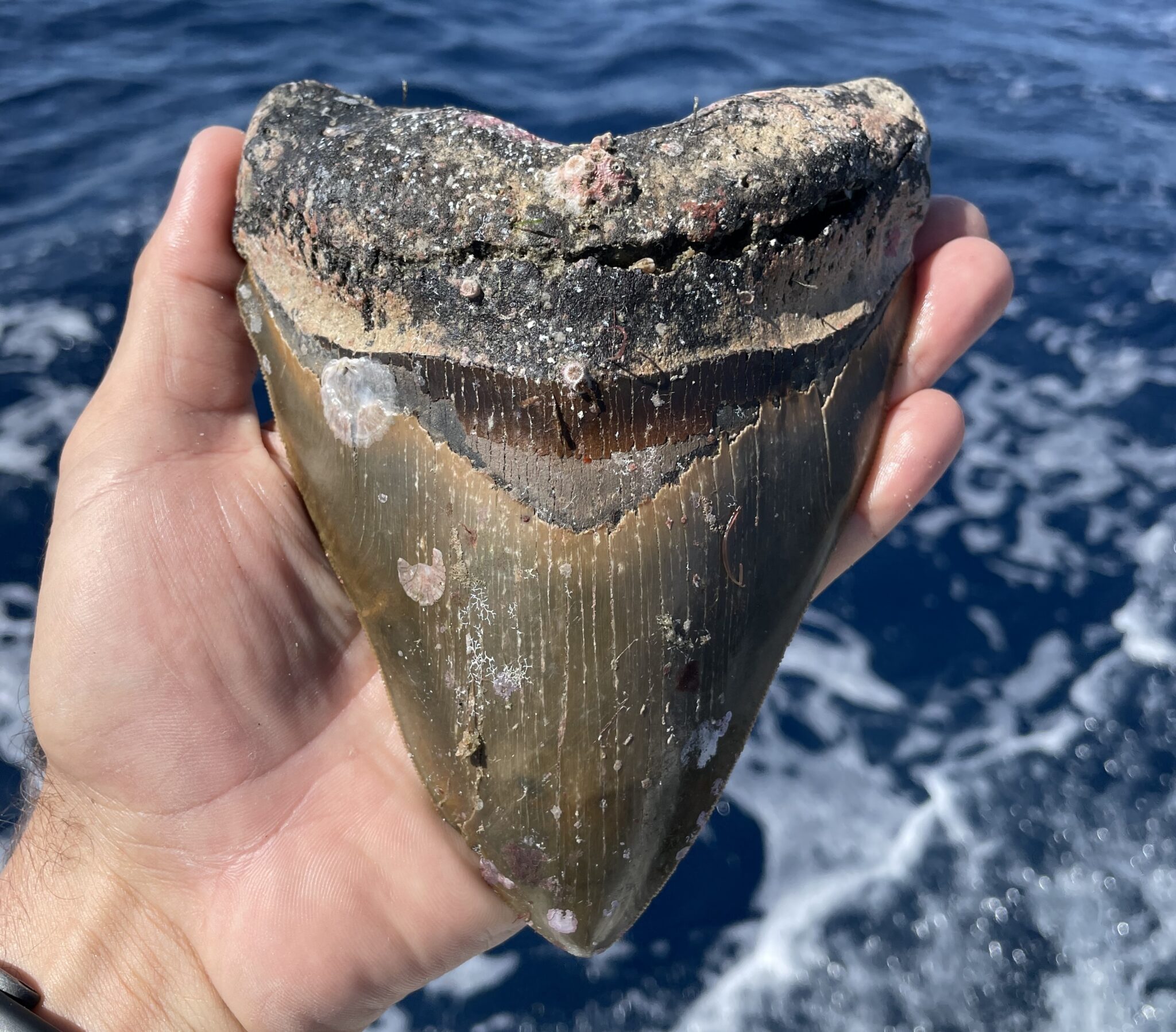 Authentic Shark Teeth & Megalodon Fossils for Sale Online