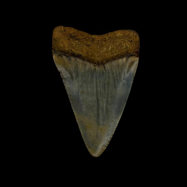 Great White Tooth Fossil 2.20" - Image 2