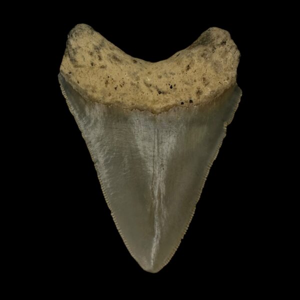 3.53" Serrated Megalodon Tooth Fossil - Image 2