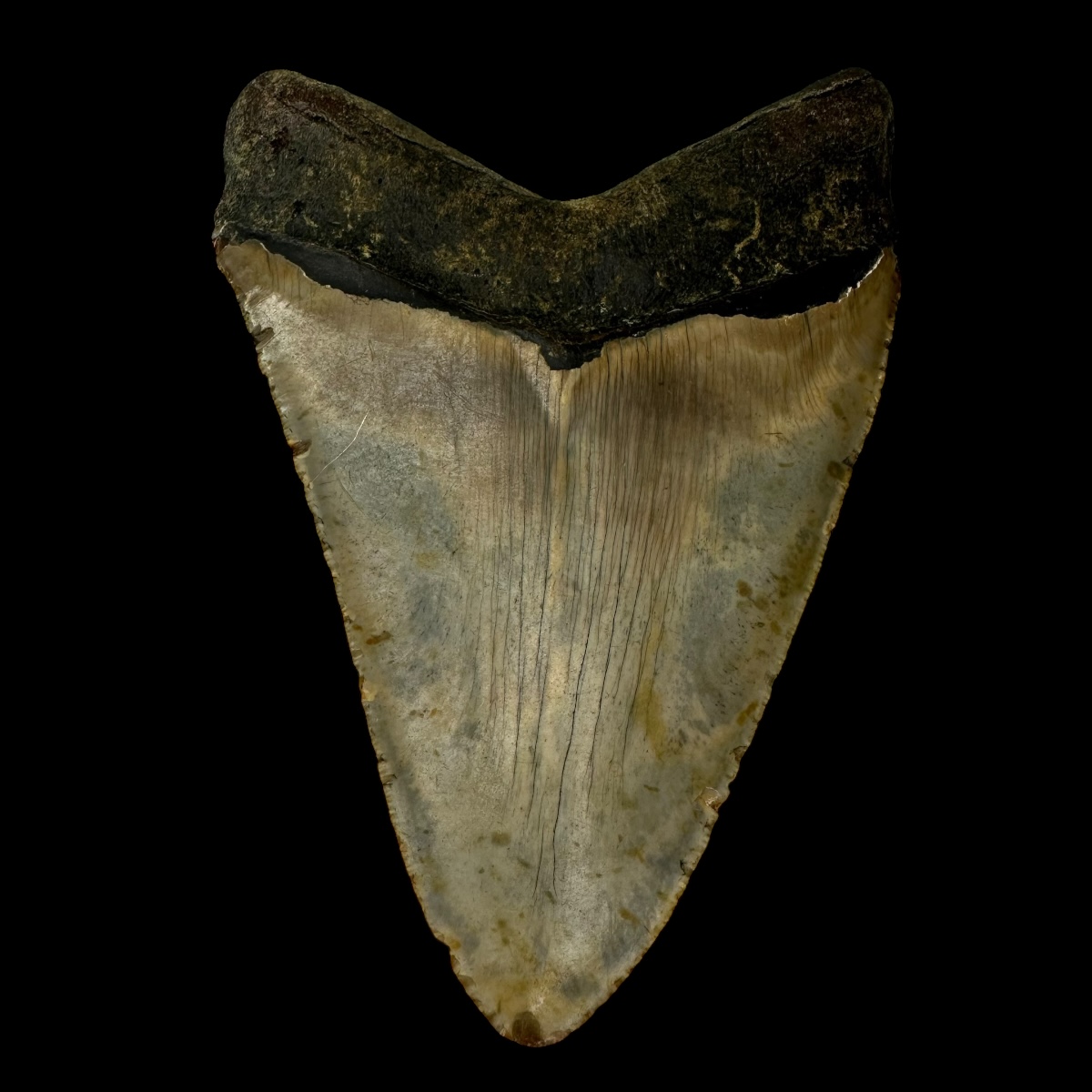 5.68" Megalodon Tooth Fossil - Image 2