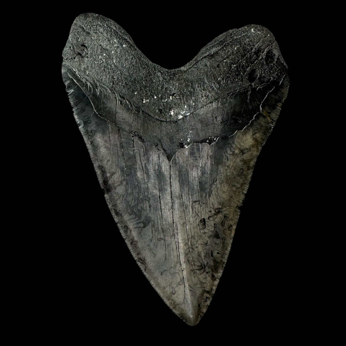 6.09" Megalodon Shark Tooth - Image 2