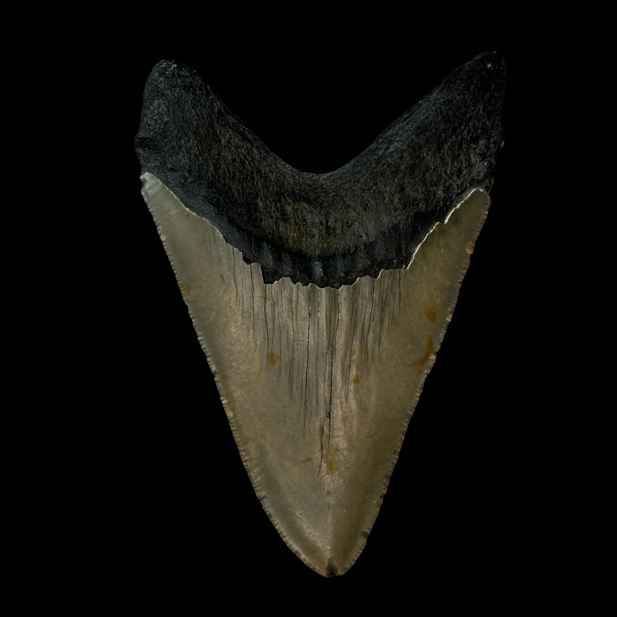 4.98" Megalodon Tooth Fossil - Image 2