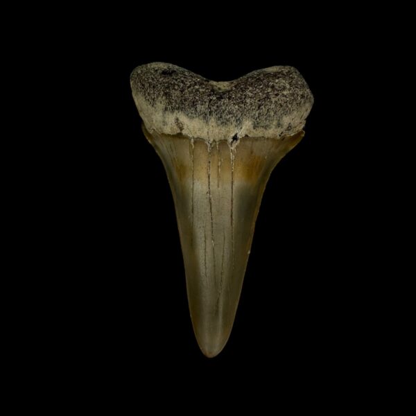 Fossil Mako Shark Tooth 2.29"