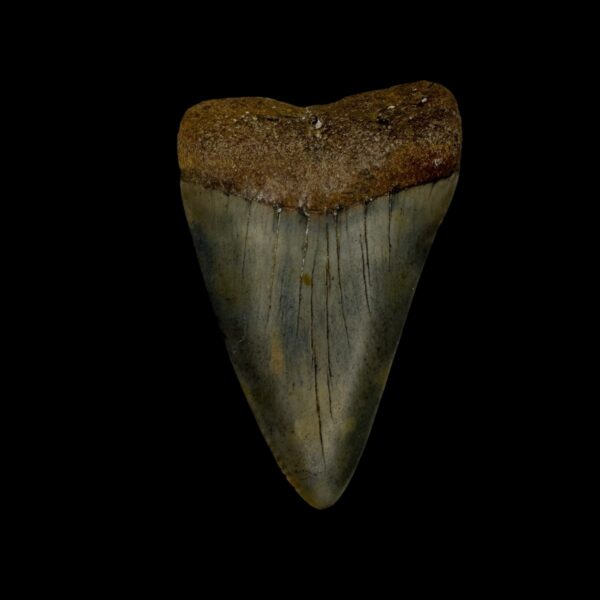 Great White Tooth Fossil 2.20"