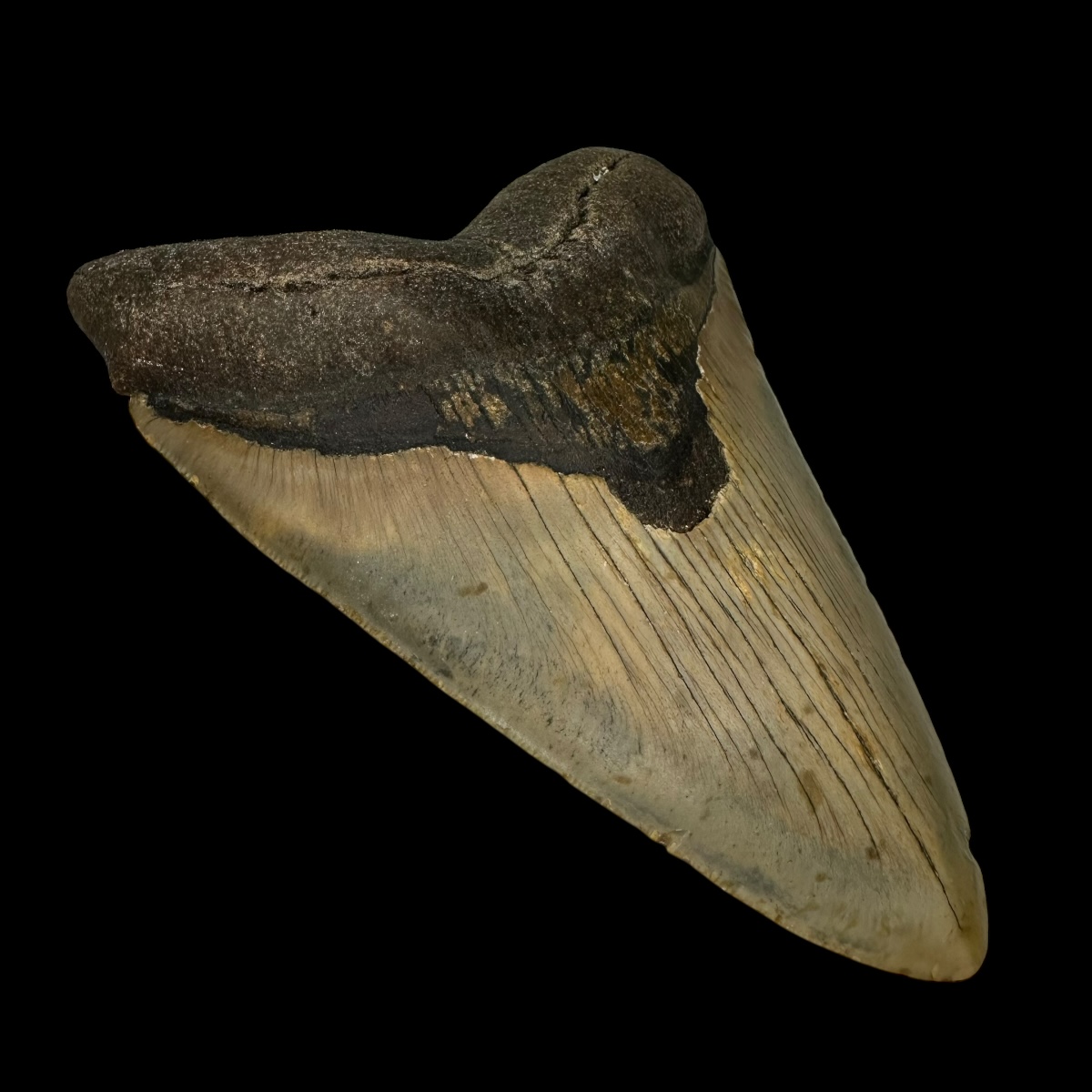5.68" Megalodon Tooth Fossil - Image 4