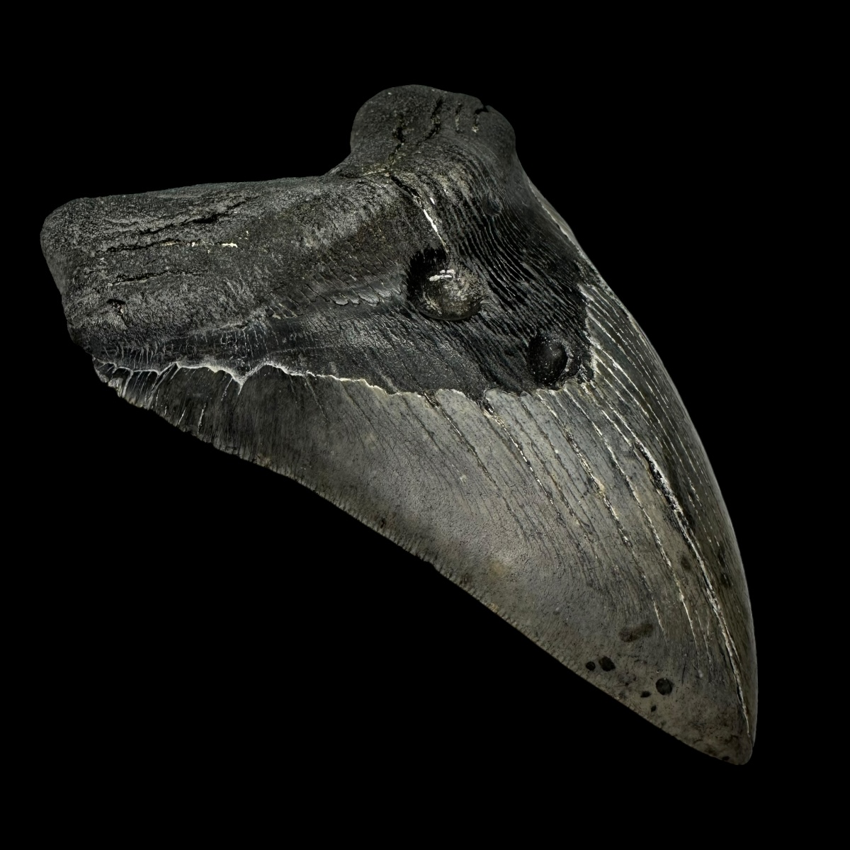 6.09" Megalodon Shark Tooth - Image 4
