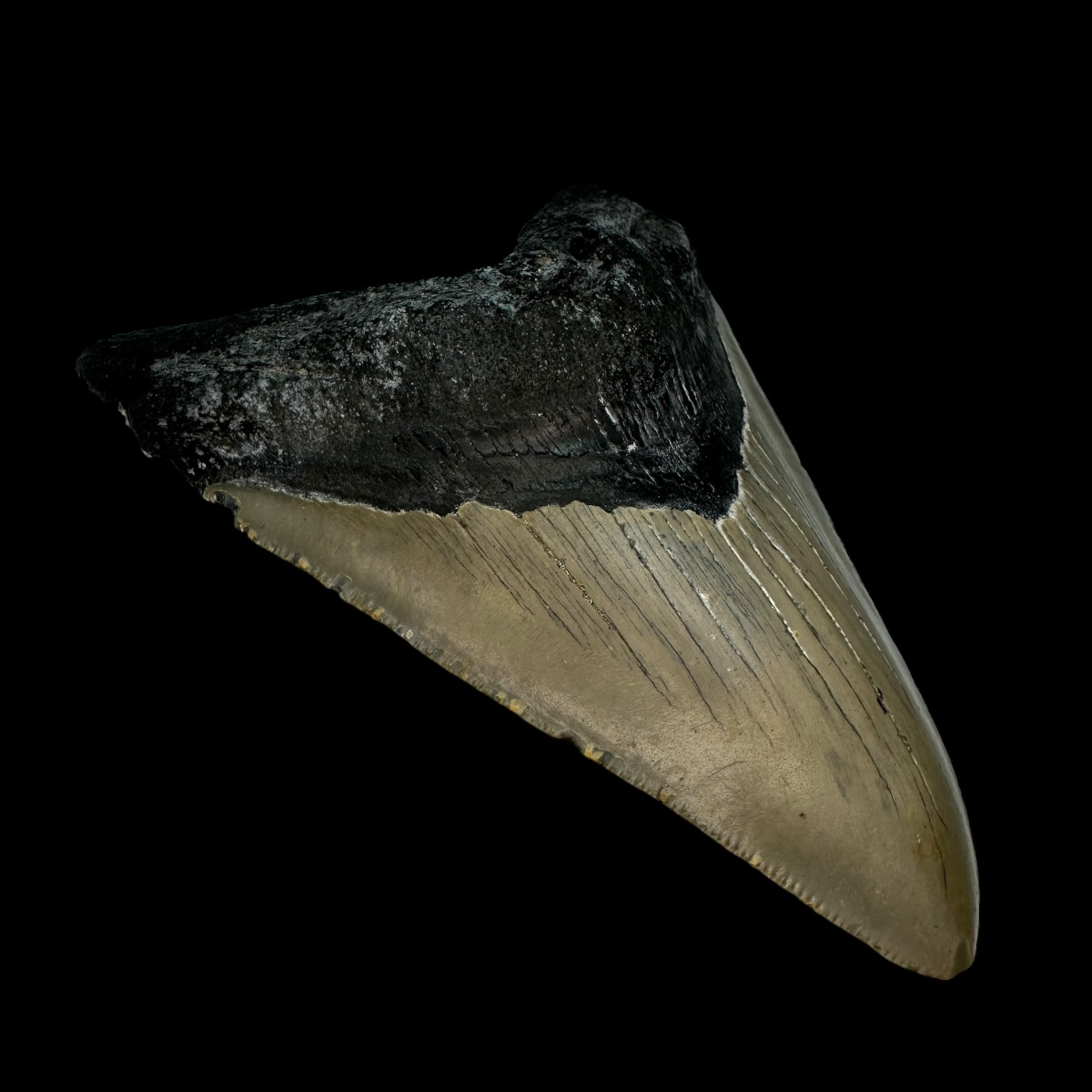 4.98" Megalodon Tooth Fossil - Image 4