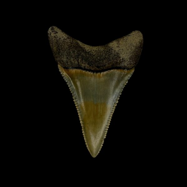 Great White Tooth Fossil 2.13" - Image 2