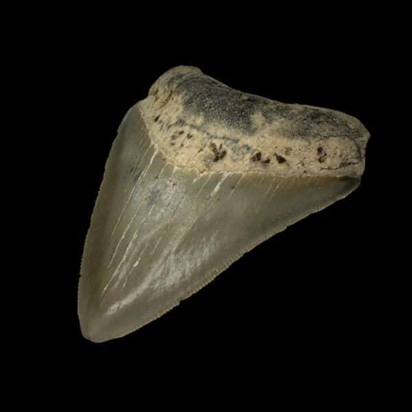 3.53" Serrated Megalodon Tooth Fossil - Image 3
